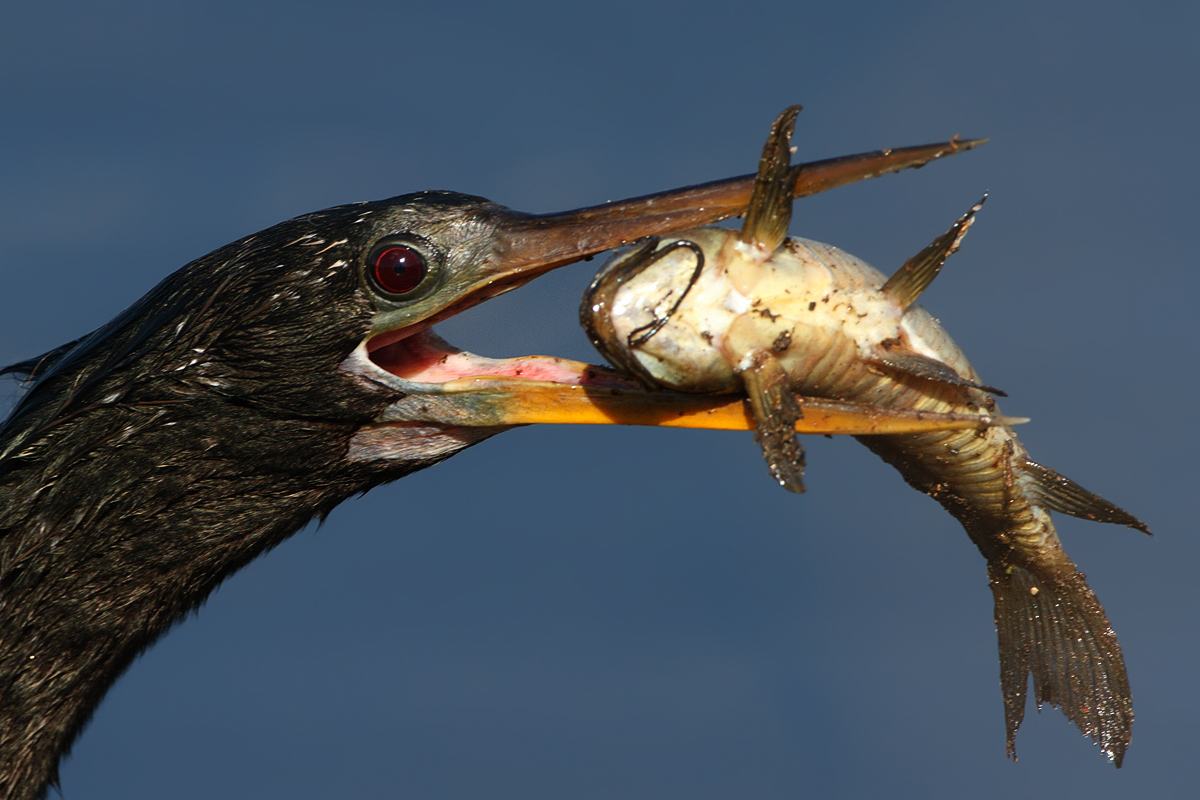 Hungry Anhinga