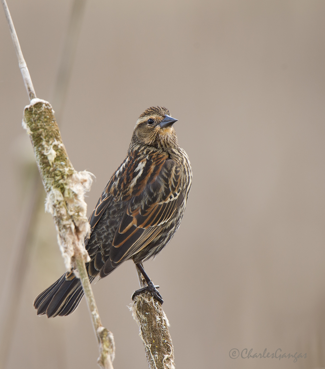  Female Red-winged 
