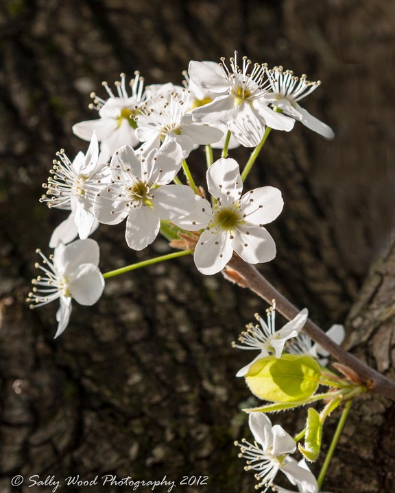 Ornamental Pear Blossoms