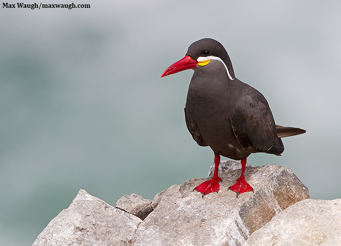 Inca Tern w/repost