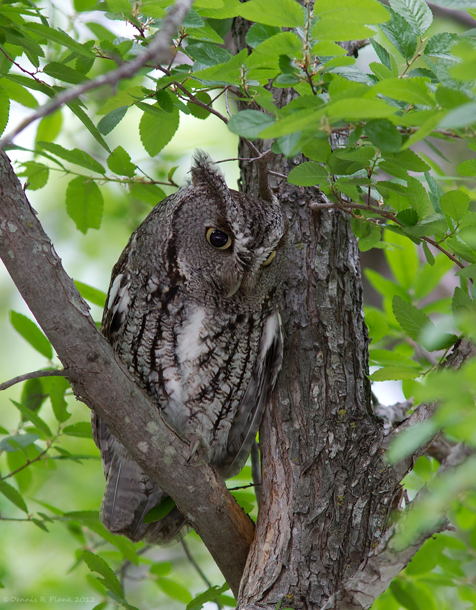 Screech Owl