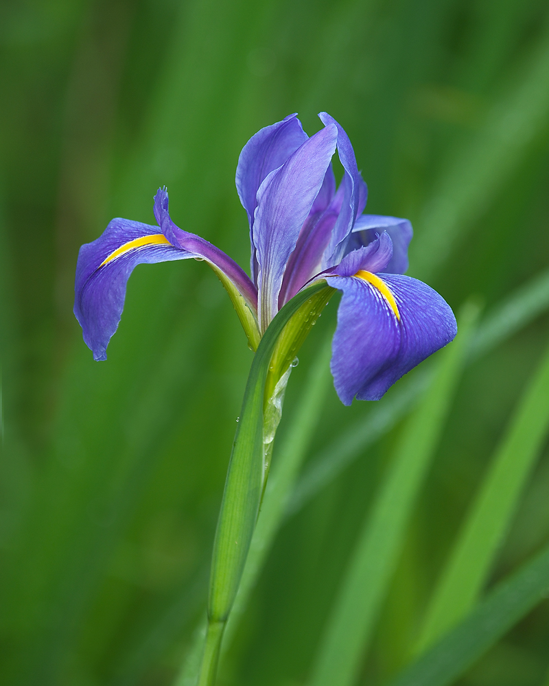 Giant Blue Flag Iris