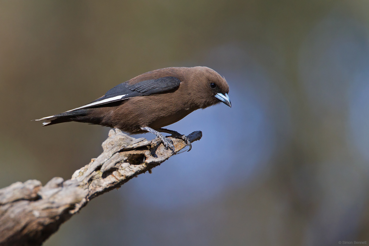 Dusky Woodswallow
