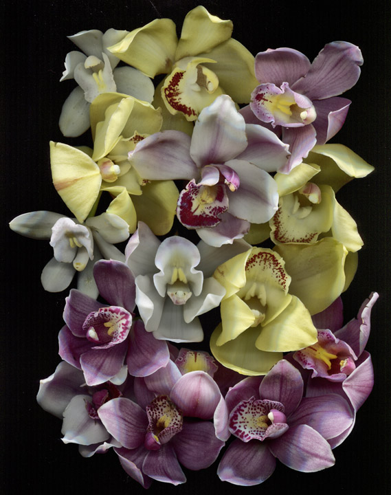 Orchids and More Orchids