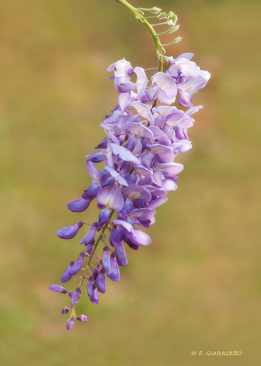 Wisteria