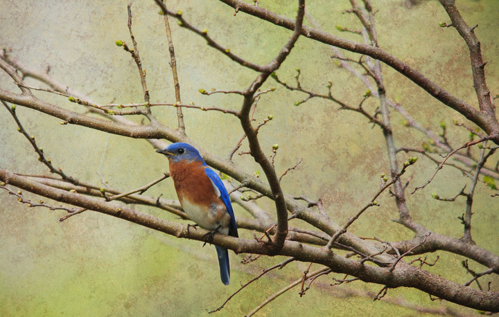 Blue Bird Sings