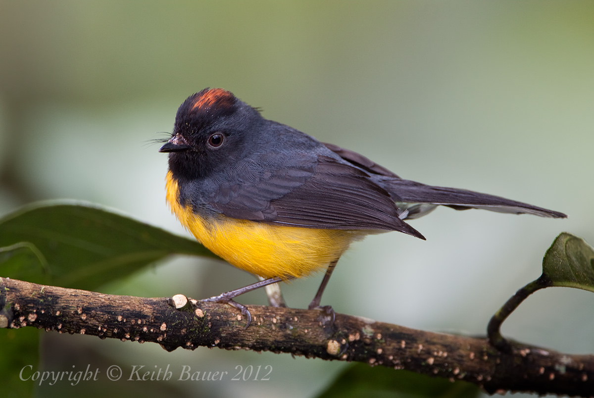 Slate-Throated Redstart