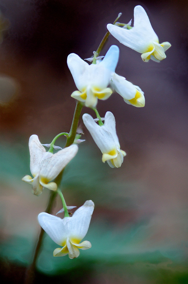 Dutchman's Breeches