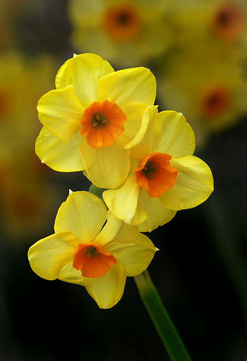 Spring blooms