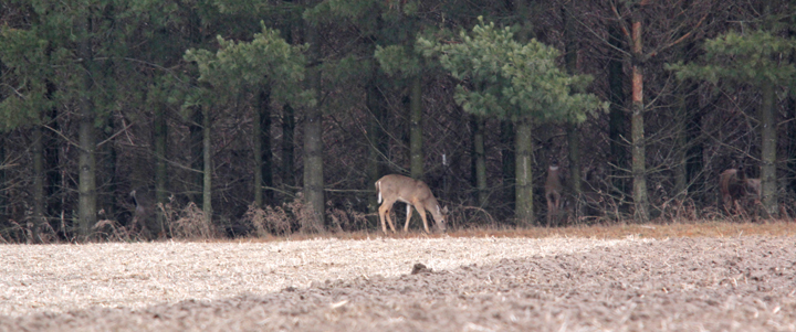 ghost deer!