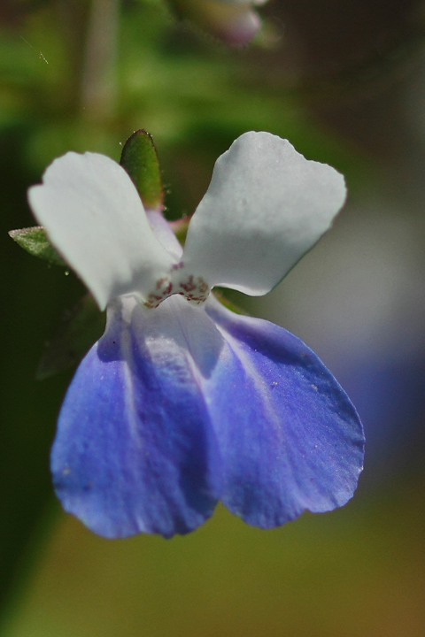 Blue eyed Mary