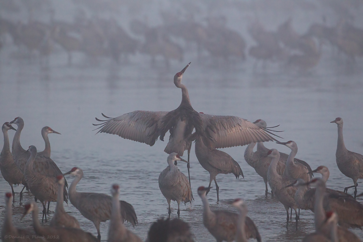 Sandhill Cranes #1