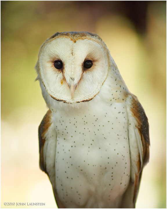 Barn Owl Portrait (c)