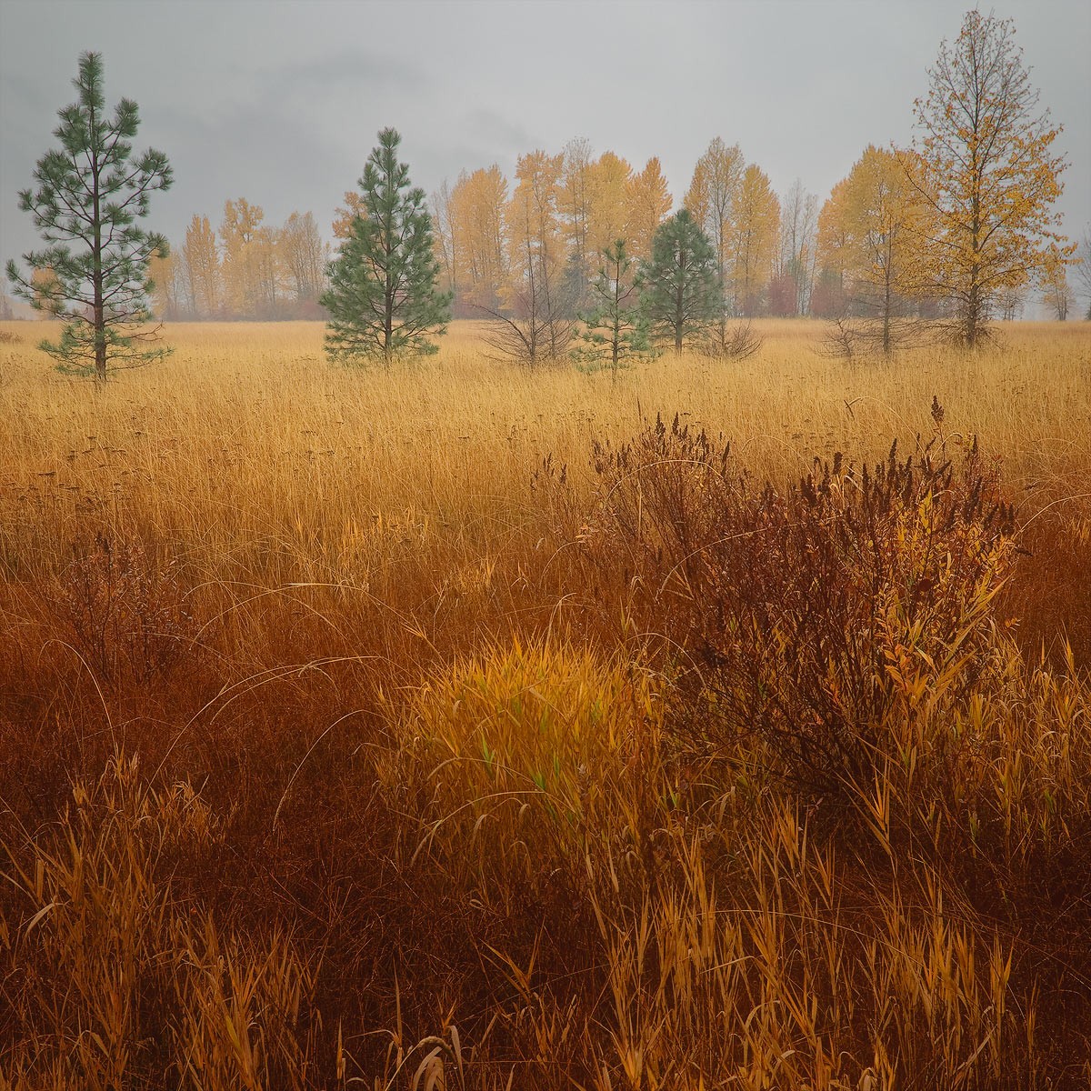 Cold Cometh