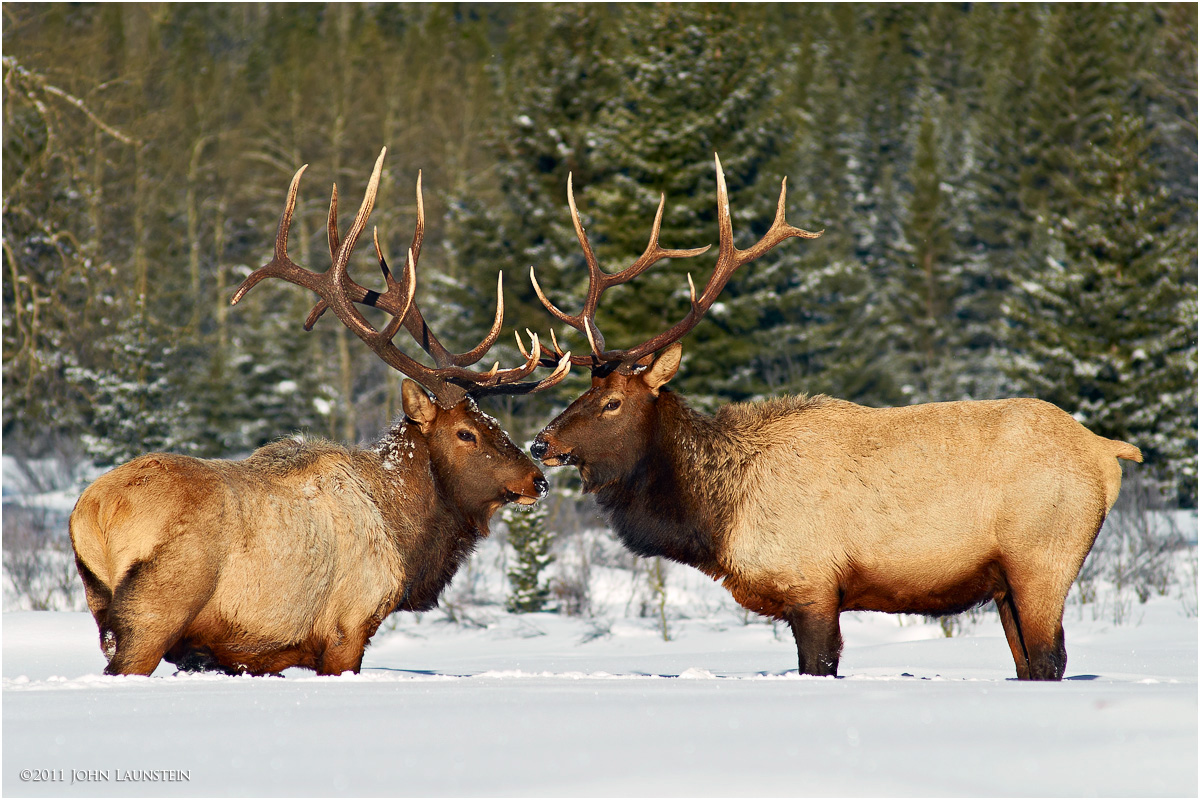 A Pair of Kings