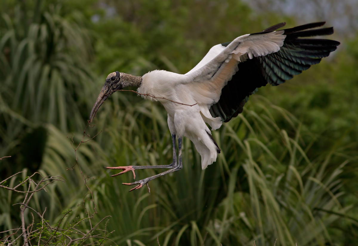 Wood Stork + Repost
