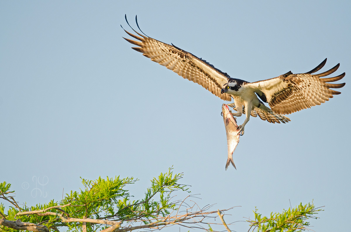 Osprey