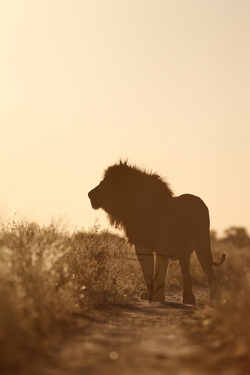 Lion on the track