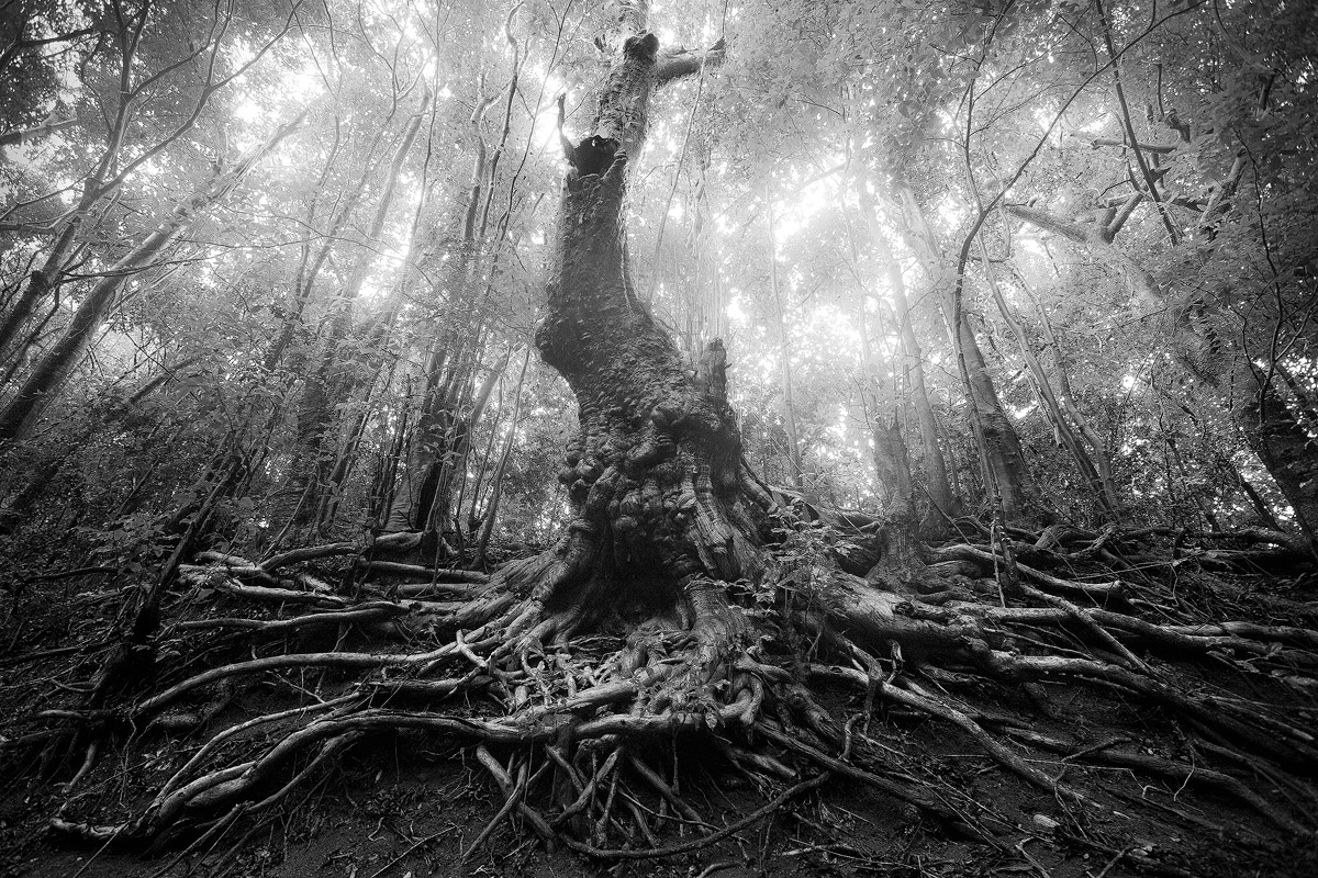 The Tree God