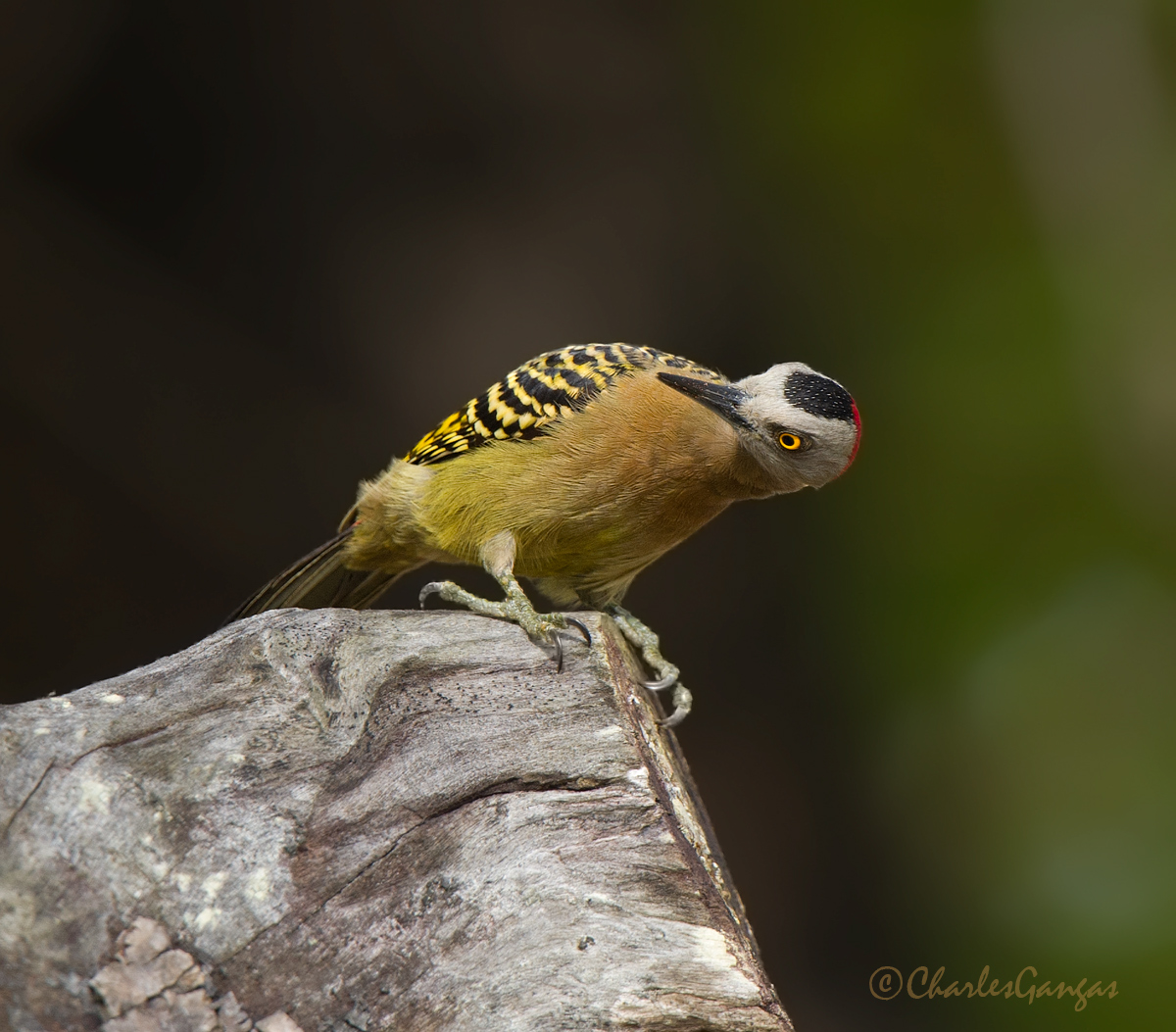 Hispaniolan Woodpecker