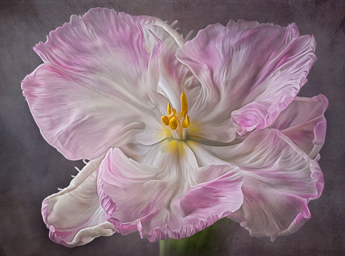 2012 Pink Parrot Tulip