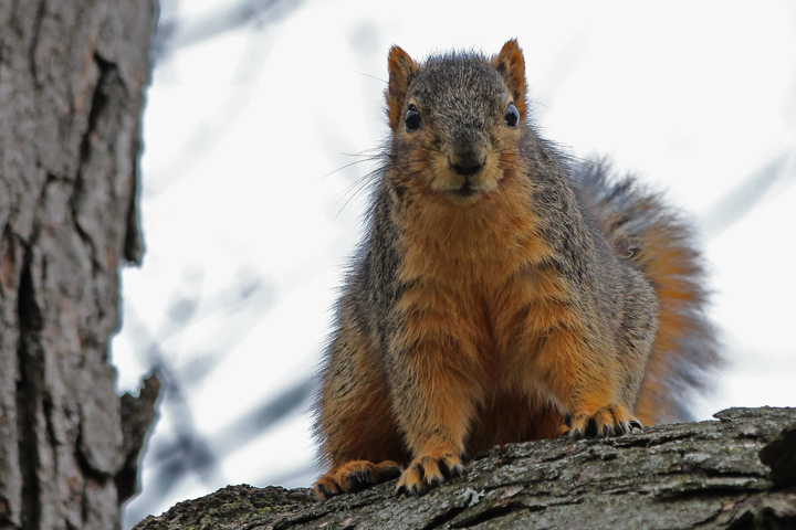 Sassy Fox Squirrel
