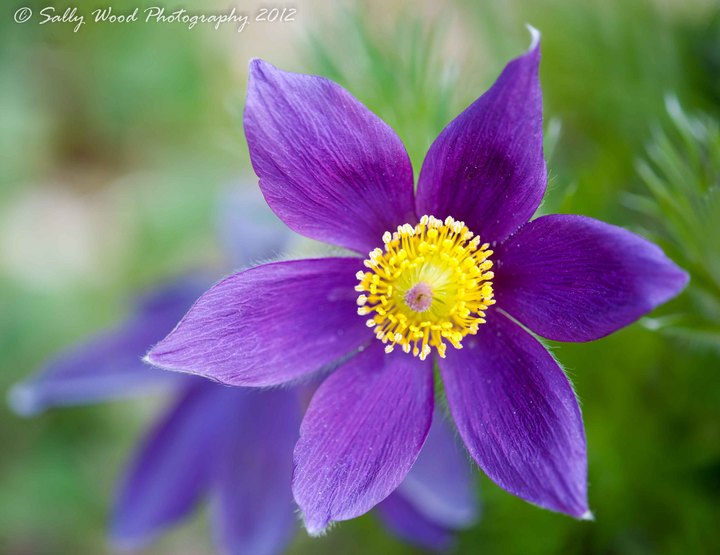 Purple Dream? 