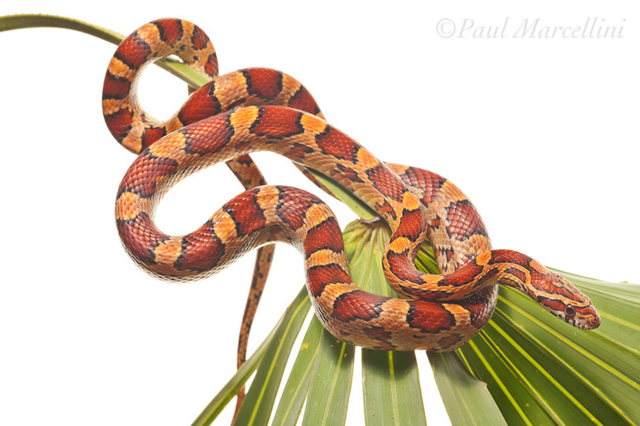 Red Rat Snake