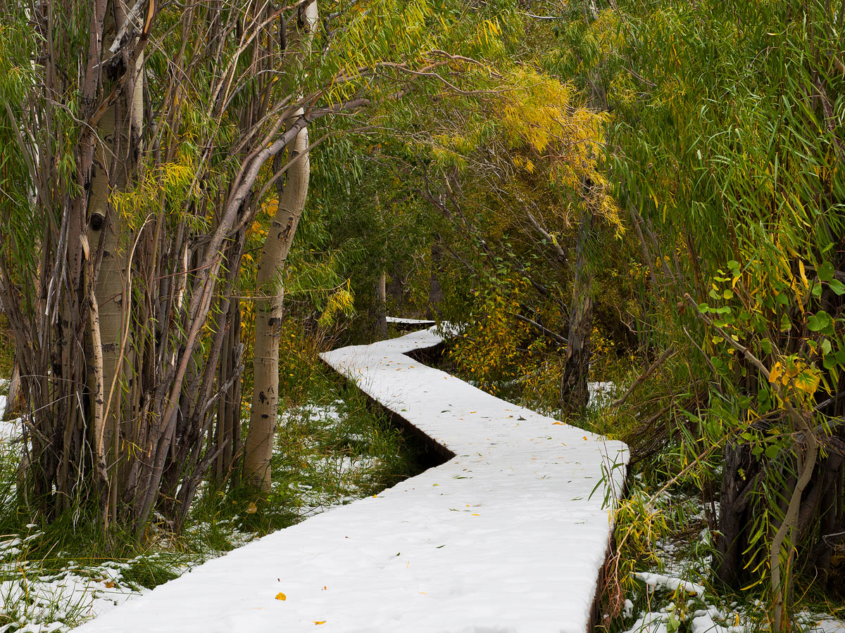 Crooked White Path