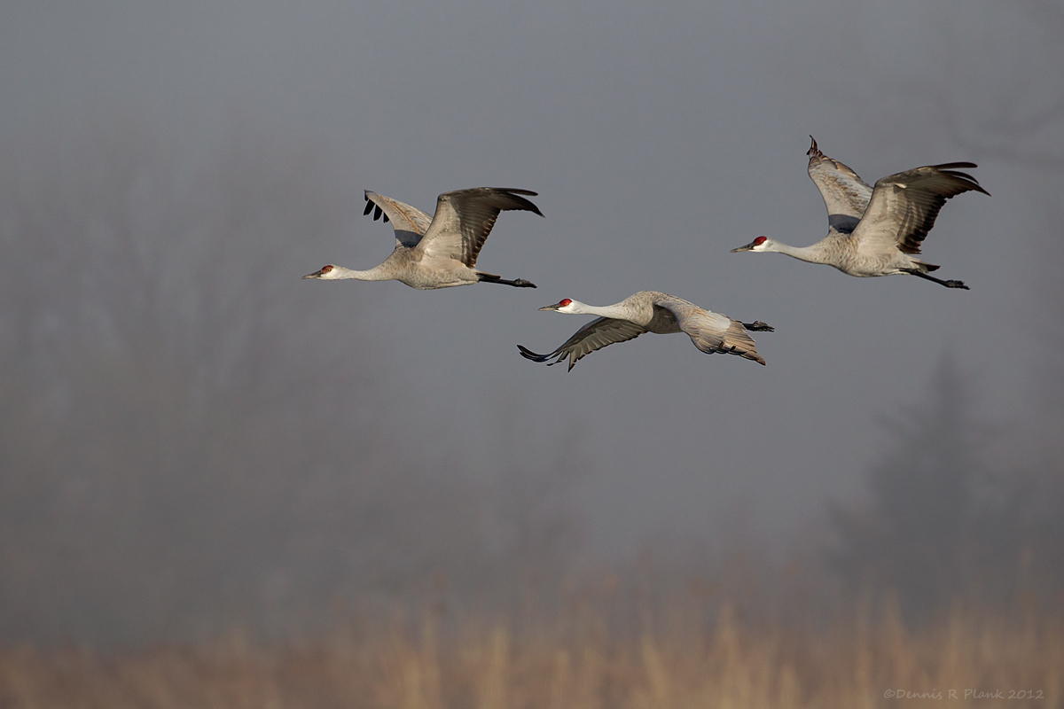 Sandhill Cranes 2 & repost