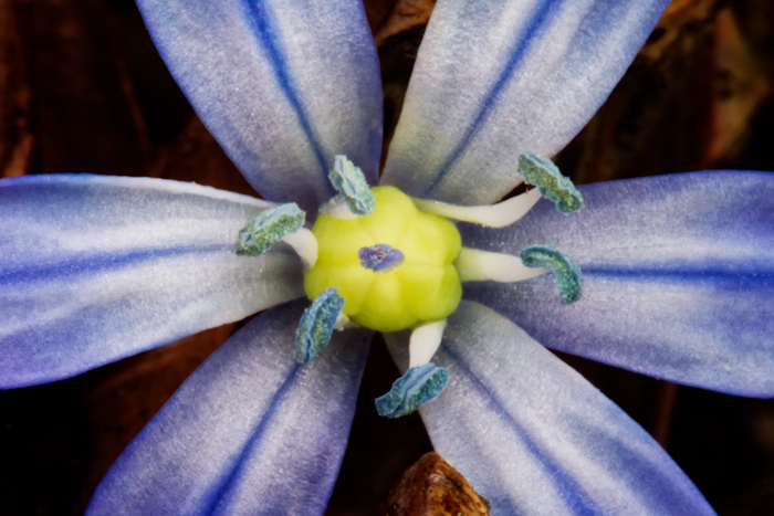 Alien star