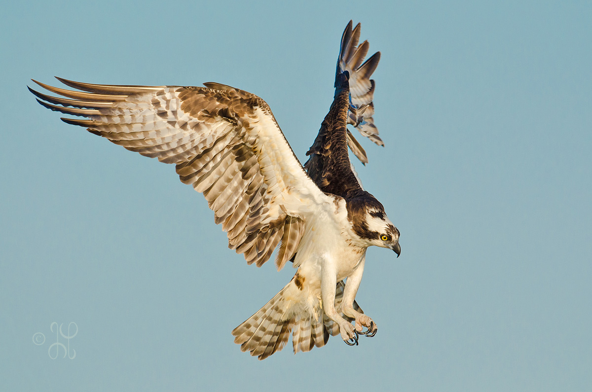 The look - Osprey