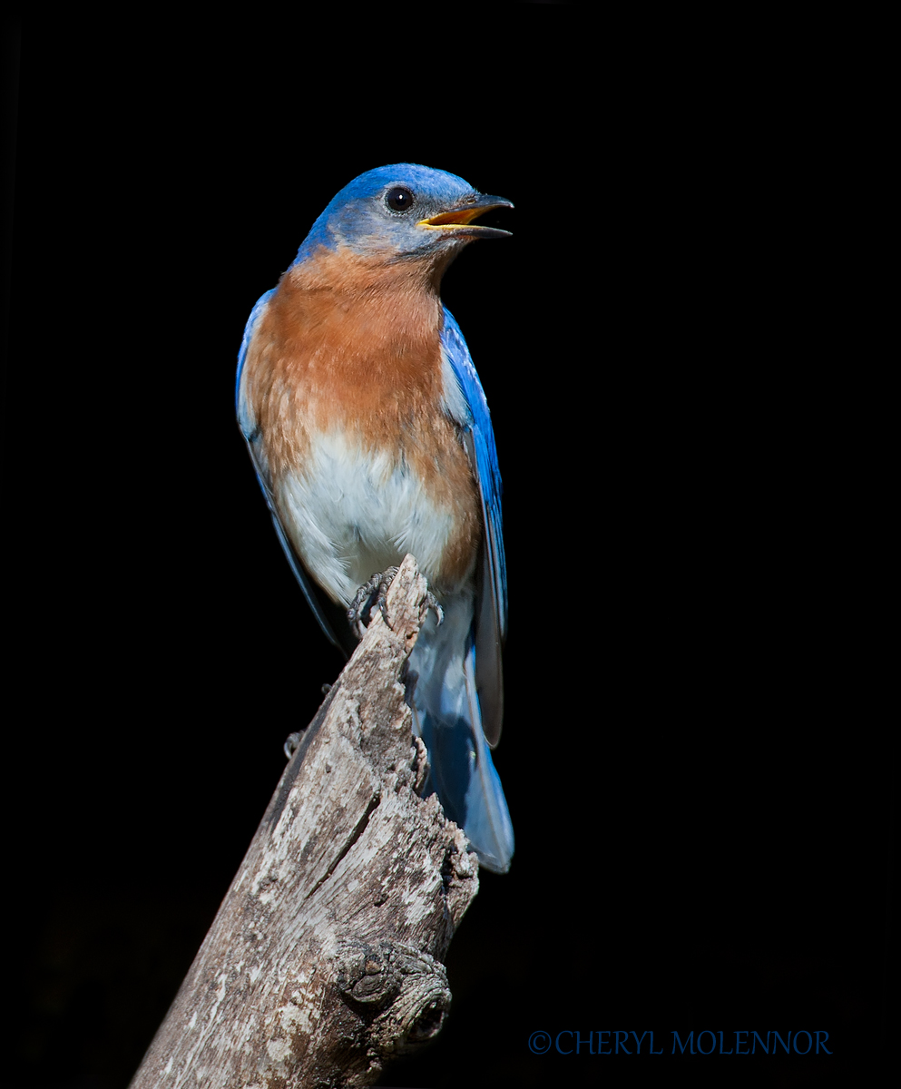 Eastern Blue