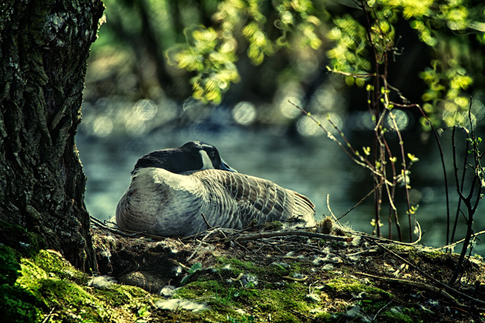 Mother goose + repost