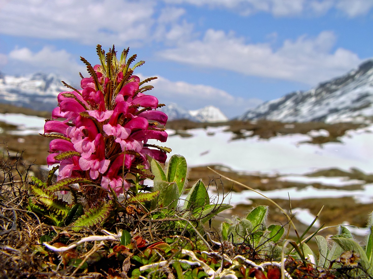 528 - Wooly Lousewort