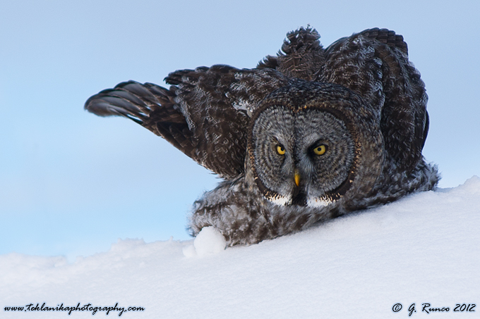 Great Gray