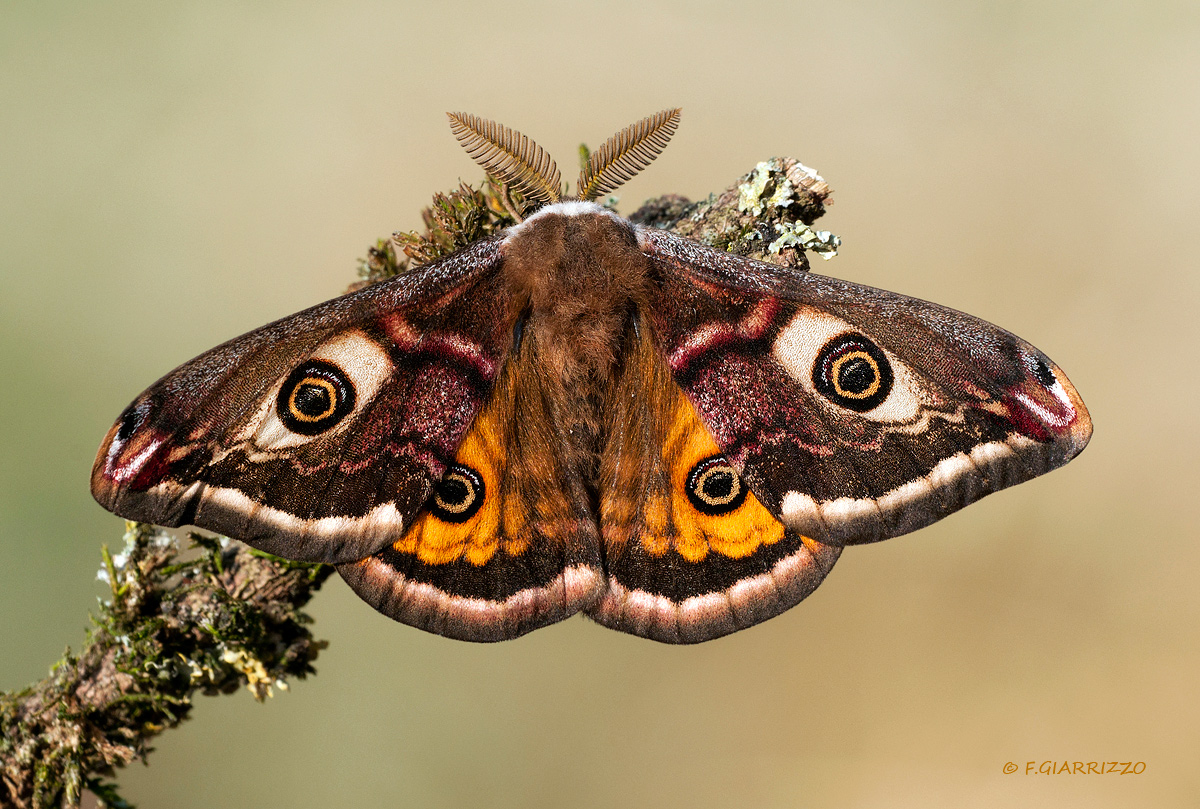 Emperor moth #2