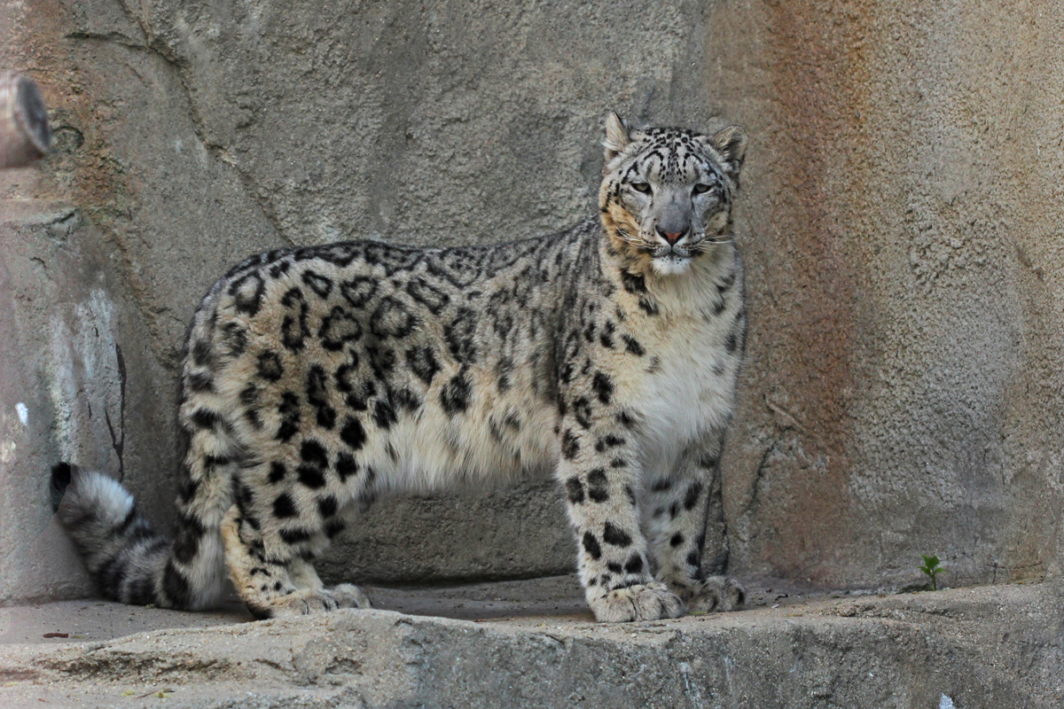 Snow leopard (C)