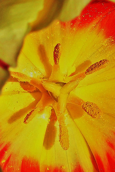 Into the tulip