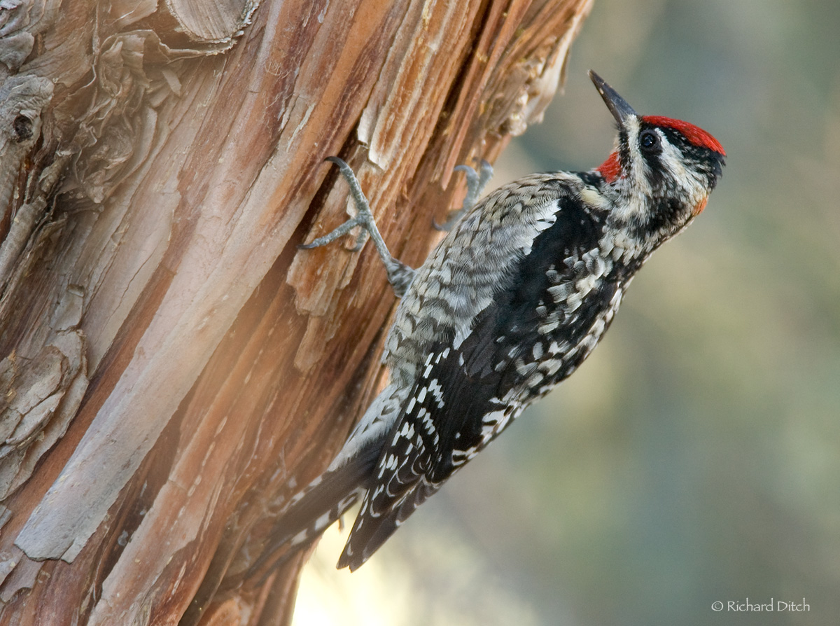 Red-naped Sapsucker