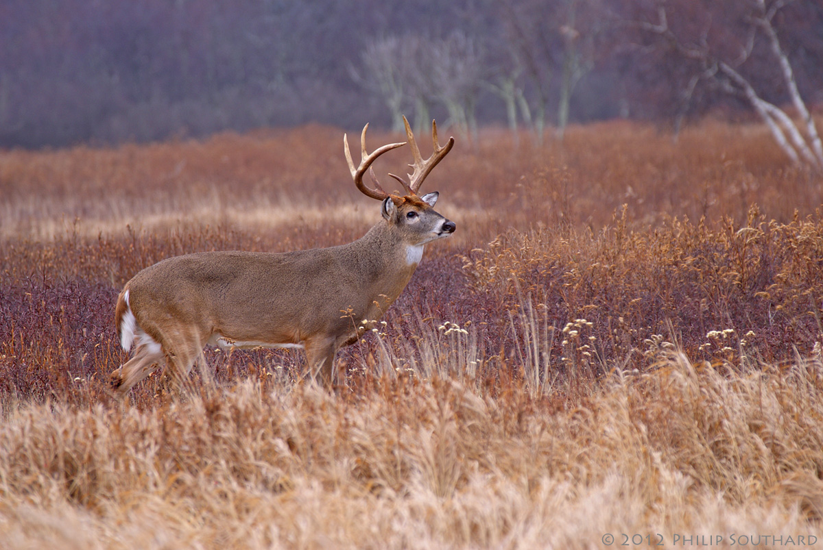 Whitetail