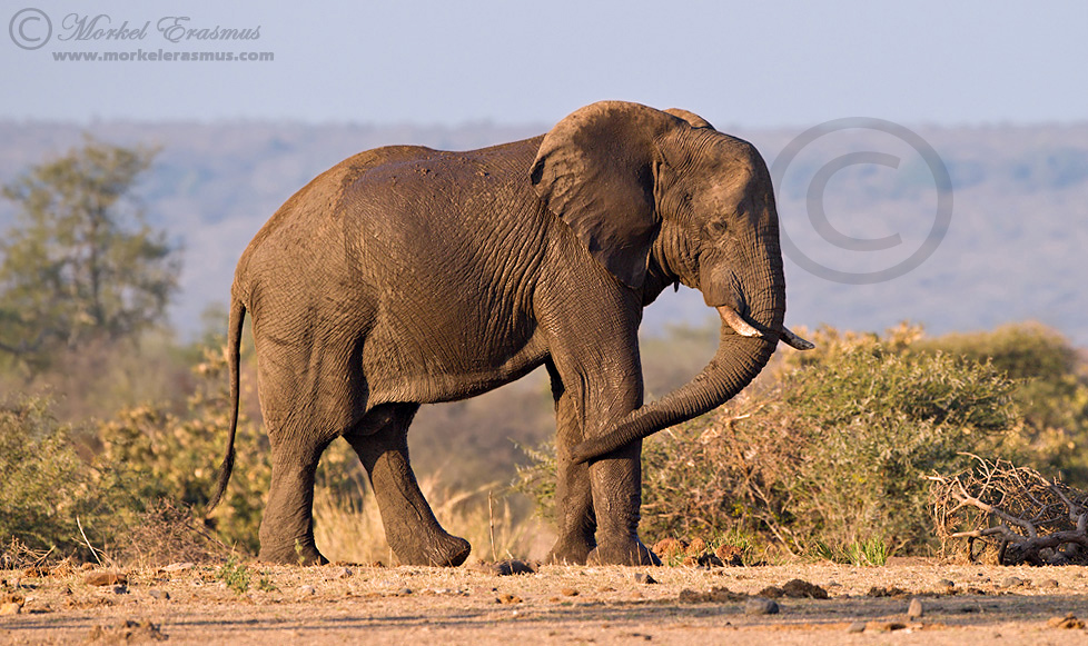 Lone Kruger Bull