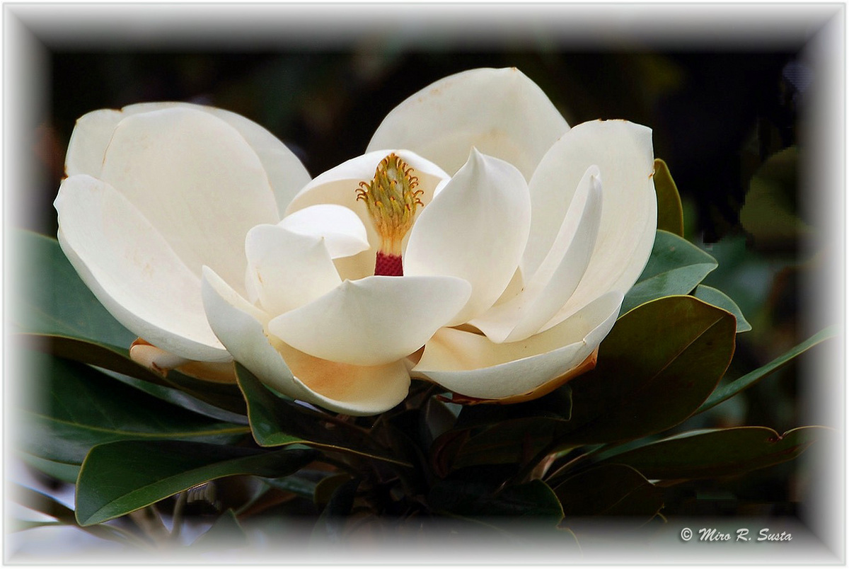 Magnolia Grandiflora