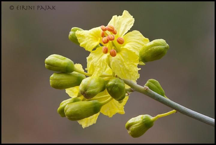 Blue Palo Verde
