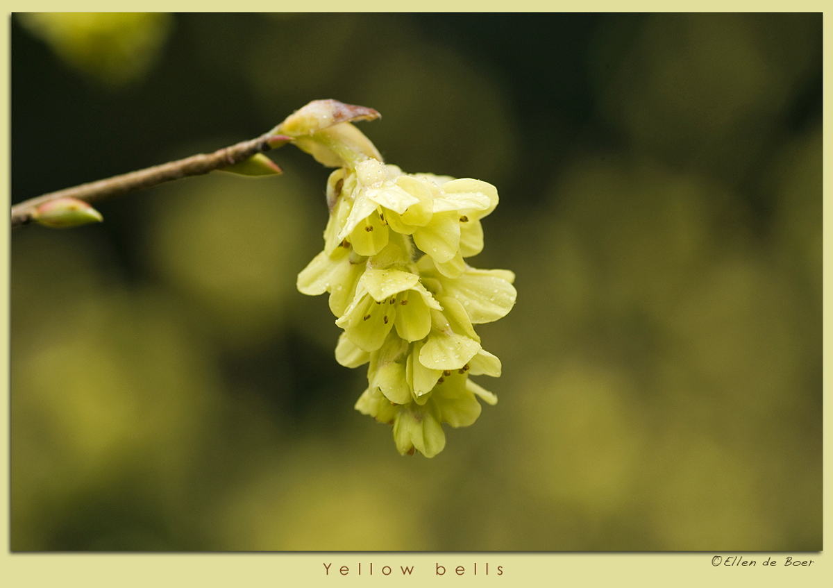 Yellow bells...