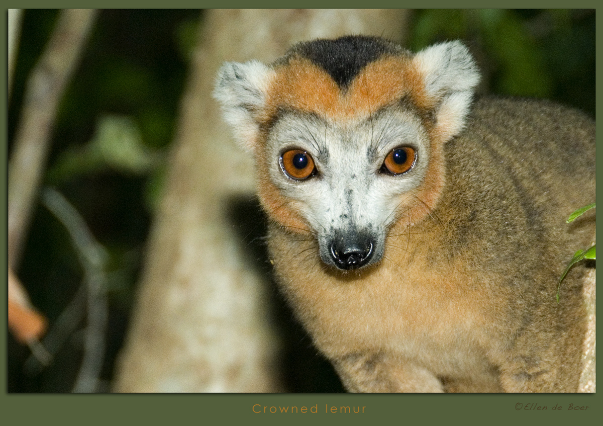 Crowned lemur