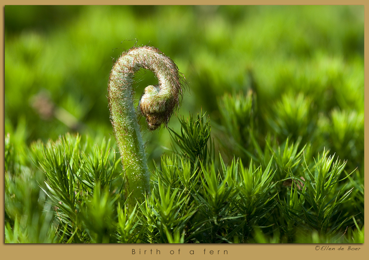 New growth...