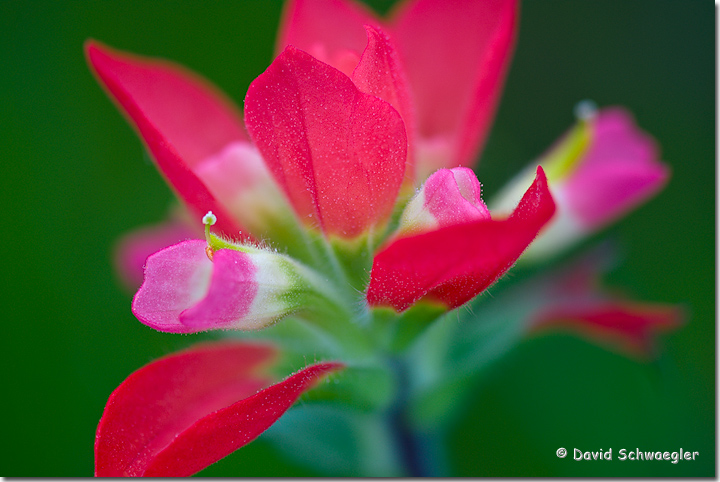 Paintbrush