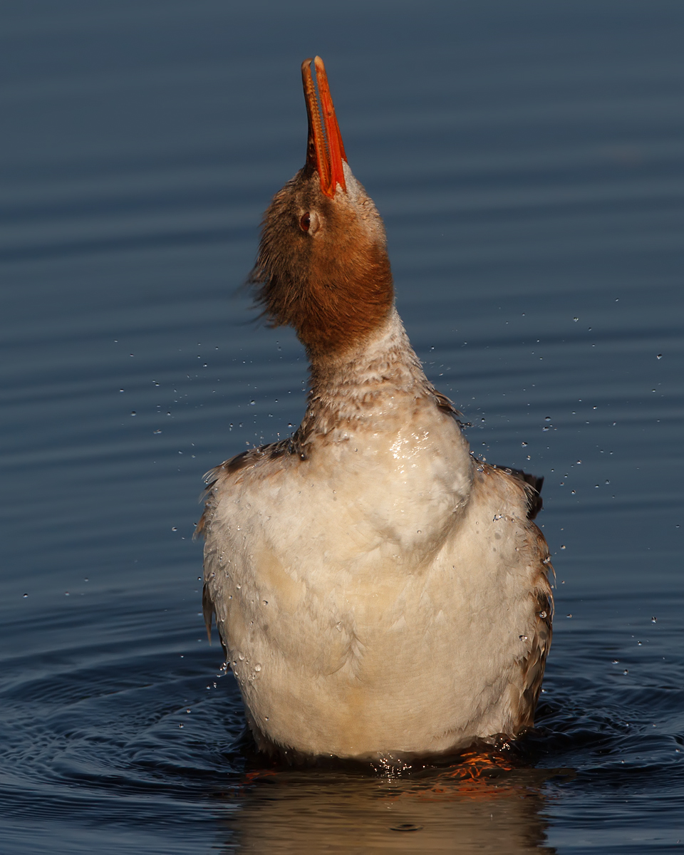 Stretching Merganser