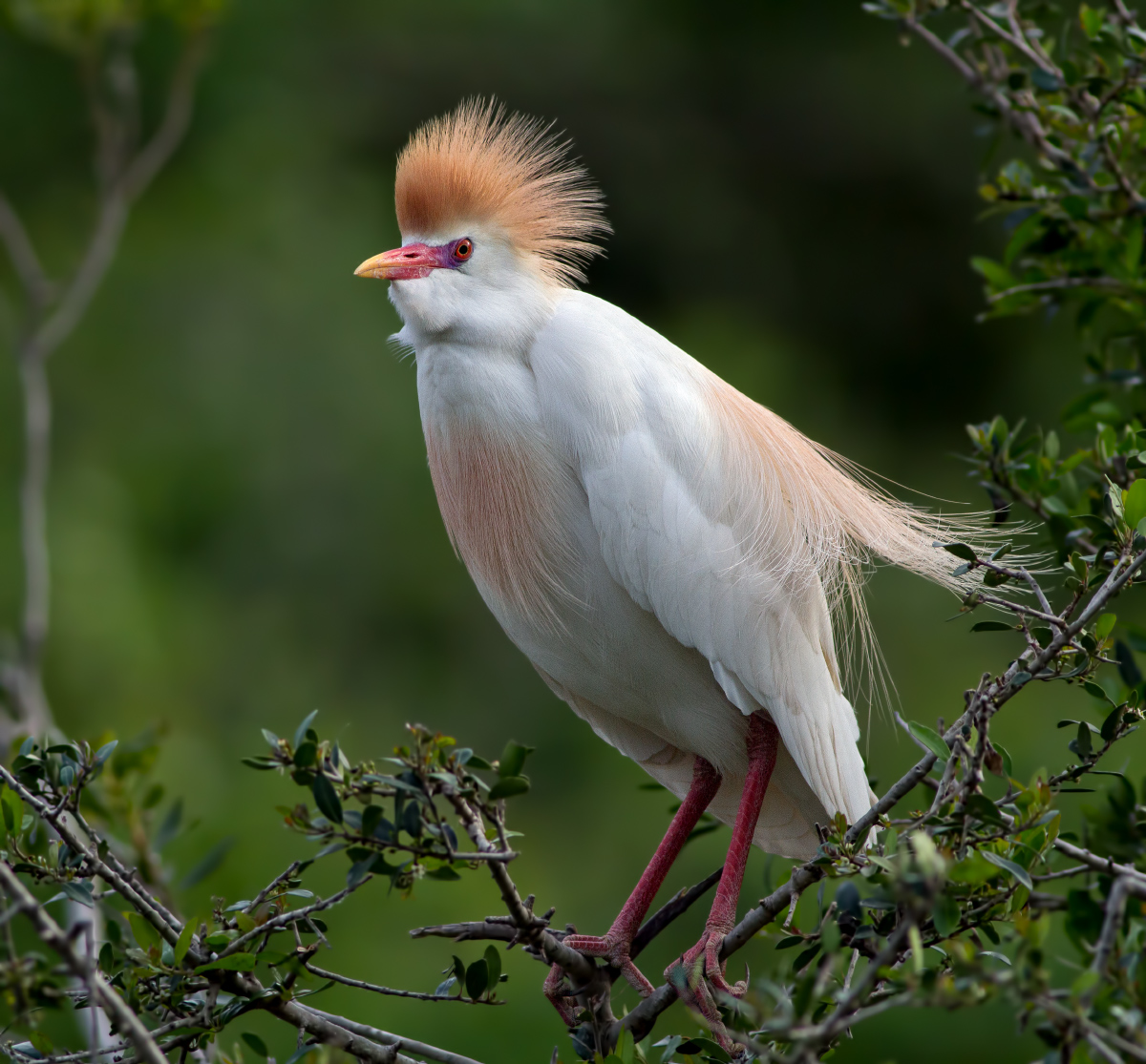 Cattle Egret